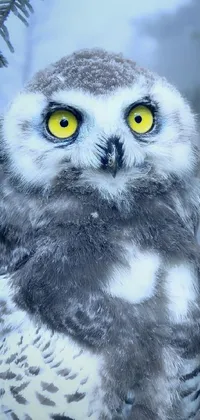 master of owls  Live Wallpaper