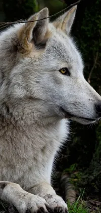 lobo animal wallpaper