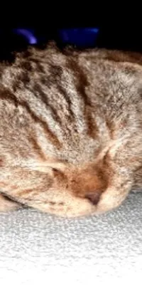 sleeping cat  Live Wallpaper