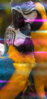 birds Live Wallpaper