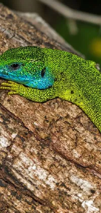 Eye Reptile Scaled Reptile Live Wallpaper