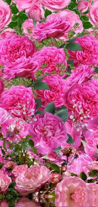 Pink Roses "BTW I'm colorblind" Live Wallpaper