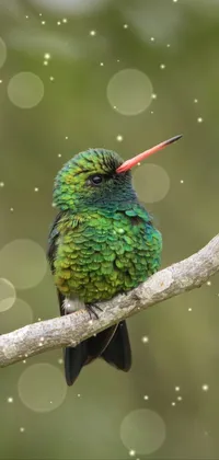 Besho colibrí  Live Wallpaper
