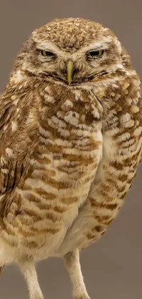 owl  Live Wallpaper
