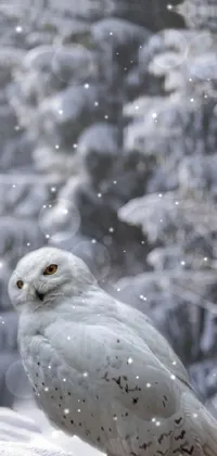 snow  Live Wallpaper