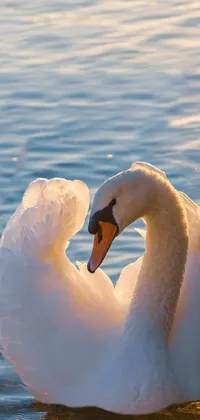 swan Live Wallpaper