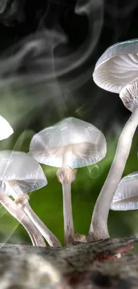 mushroom 🍄 🍄  Live Wallpaper