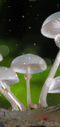 lightly mushrooms  Live Wallpaper