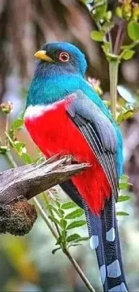 Bird Beak Branch Live Wallpaper