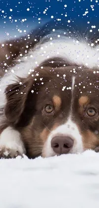 winter puppy  Live Wallpaper