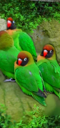 Bird Beak Green Live Wallpaper
