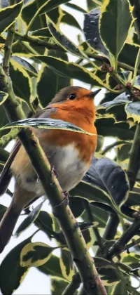 Bird Branch Twig Live Wallpaper