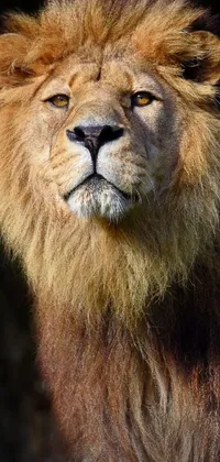 lion look Live Wallpaper