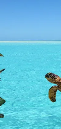ocean turtle Live Wallpaper