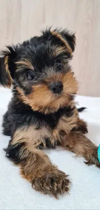 Dog Dog Breed Carnivore Live Wallpaper