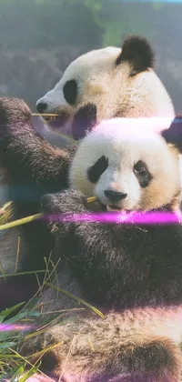 Panda Vertebrate Carnivore Live Wallpaper