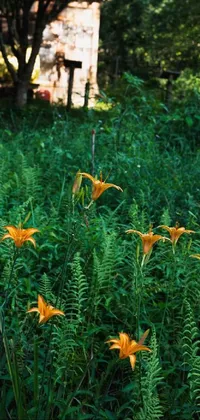 Flower Plant Plant Community Live Wallpaper