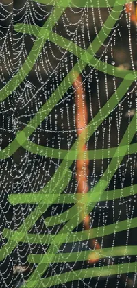 spiders webs Live Wallpaper