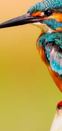 color bird Live Wallpaper