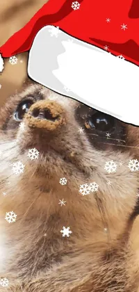Christmas with the meerkat  Live Wallpaper
