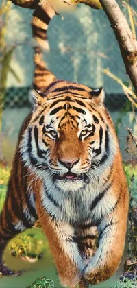 Tigger Live Wallpaper