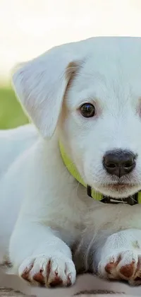 Dog Collar Dog Breed Live Wallpaper
