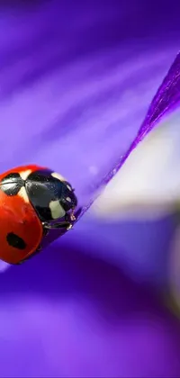 Liquid Purple Violet Live Wallpaper
