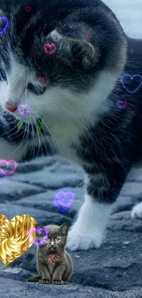 cute kitten wallpaper Live Wallpaper
