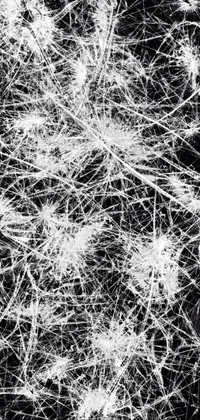 Branch Organism Black-and-white Live Wallpaper