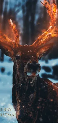 Christmas season  Live Wallpaper