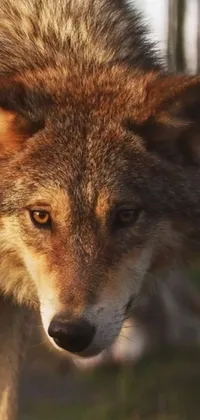 Head Carnivore Wolf Live Wallpaper