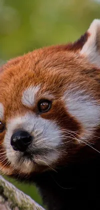 Red Panda Carnivore Whiskers Live Wallpaper