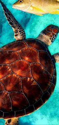clw_1670871539170 Live Wallpaper
