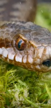Eye Reptile Snake Live Wallpaper