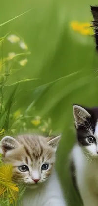 Cat Eye Nature Live Wallpaper