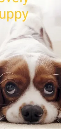 Lovely Puppy  Live Wallpaper