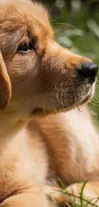 puppy  Live Wallpaper