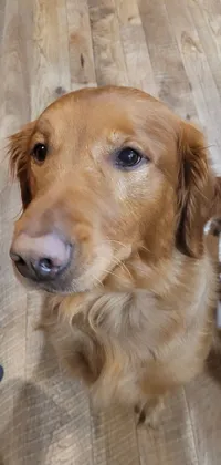 Dog Eye Dog Breed Live Wallpaper