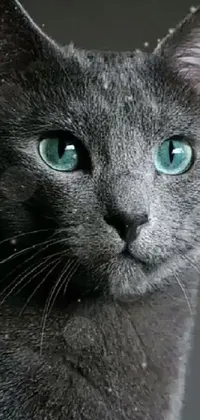 Cat Felidae Russian Blue Live Wallpaper