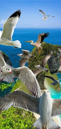 Water Bird Sky Live Wallpaper