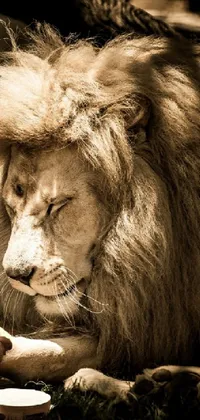 Felidae Masai Lion Carnivore Live Wallpaper - free download
