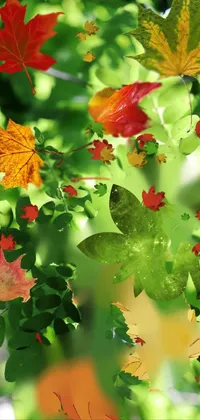 Plant Flower Leaf Live Wallpaper