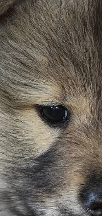 save dogs Live Wallpaper