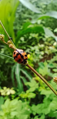 Lady beetle Live Wallpaper