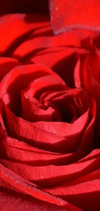 roses Live Wallpaper