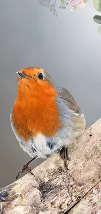 bird cute Live Wallpaper