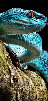 Reptile Organism Snake Live Wallpaper