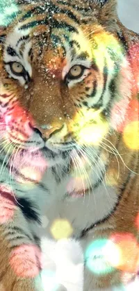 Tiger Snow Live Wallpaper