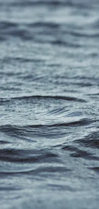 wtr Live Wallpaper