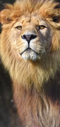 Carnivore Masai Lion Felidae Live Wallpaper